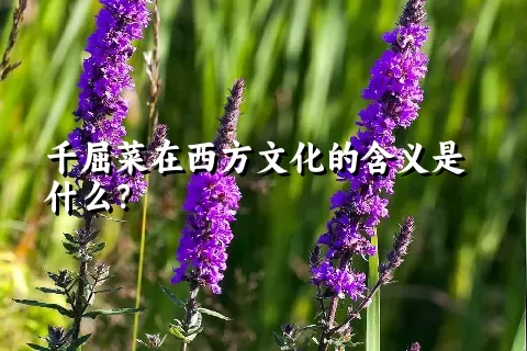 千屈菜在西方文化的含义是什么？