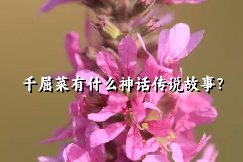千屈菜有什么神话传说故事？