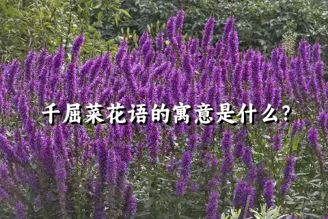 千屈菜花语的寓意是什么？