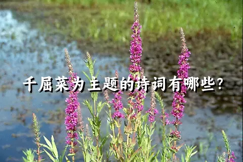 千屈菜为主题的诗词有哪些？