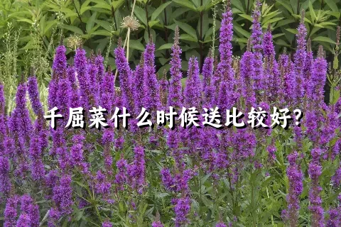 千屈菜什么时候送比较好？