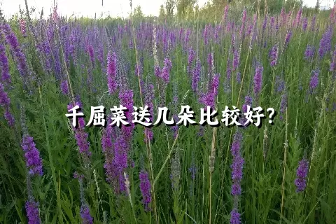 千屈菜送几朵比较好？