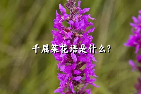 千屈菜花语是什么？
