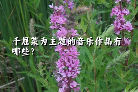 千屈菜为主题的音乐作品有哪些？