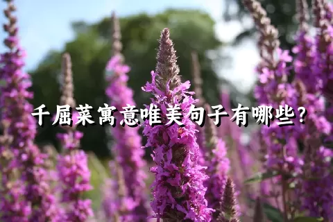 千屈菜寓意唯美句子有哪些？