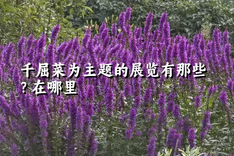 千屈菜为主题的展览有那些？在哪里