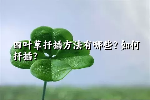 四叶草扦插方法有哪些？如何扦插？