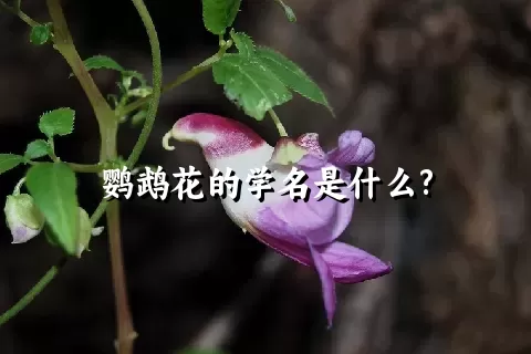 鹦鹉花的学名是什么?