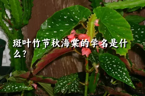 斑叶竹节秋海棠的学名是什么？