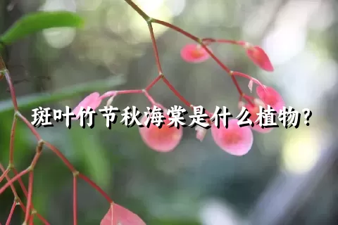 斑叶竹节秋海棠是什么植物？