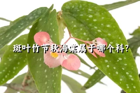 斑叶竹节秋海棠属于哪个科？