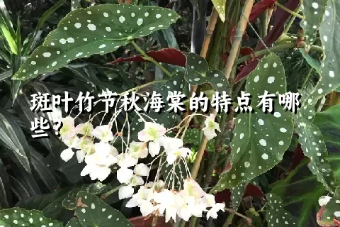 斑叶竹节秋海棠的特点有哪些？