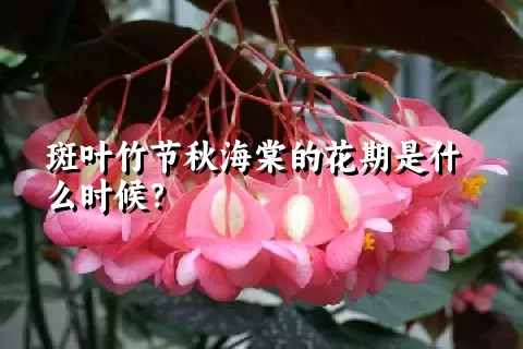 斑叶竹节秋海棠的花期是什么时候？
