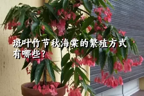 斑叶竹节秋海棠的繁殖方式有哪些？