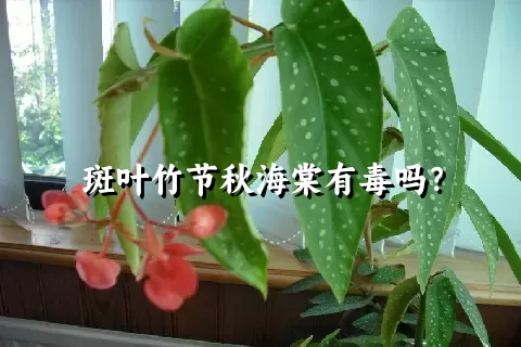 斑叶竹节秋海棠有毒吗？