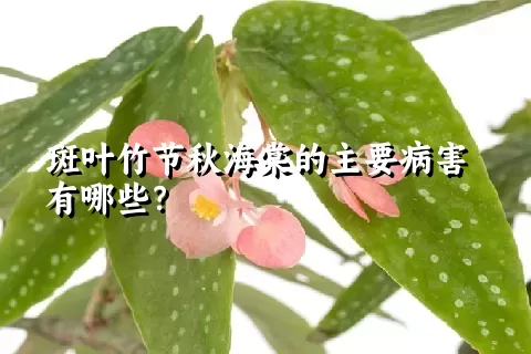 斑叶竹节秋海棠的主要病害有哪些？
