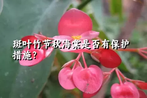 斑叶竹节秋海棠是否有保护措施？