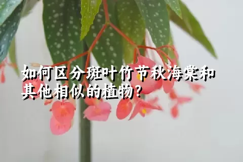 如何区分斑叶竹节秋海棠和其他相似的植物？