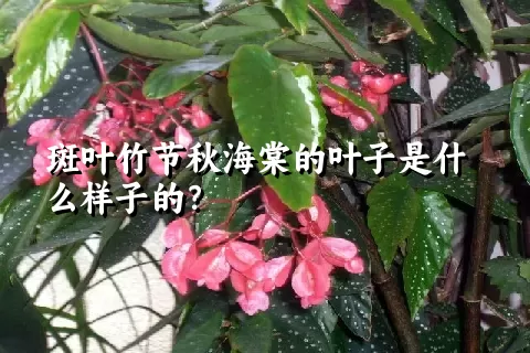 斑叶竹节秋海棠的叶子是什么样子的？