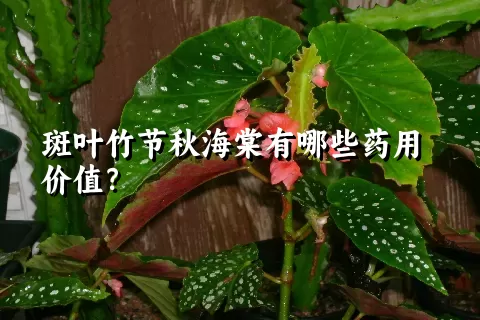 斑叶竹节秋海棠有哪些药用价值？