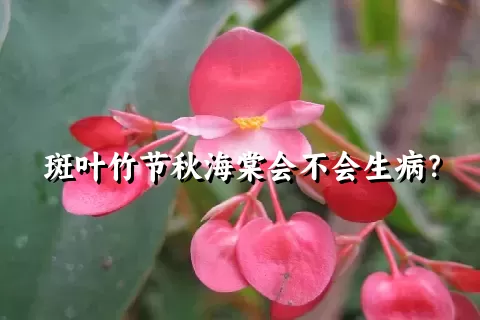 斑叶竹节秋海棠会不会生病？