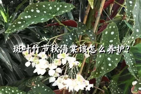斑叶竹节秋海棠该怎么养护？