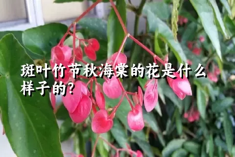 斑叶竹节秋海棠的花是什么样子的？