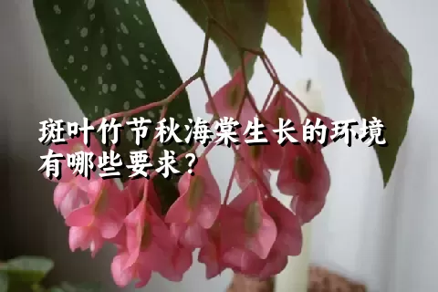 斑叶竹节秋海棠生长的环境有哪些要求？