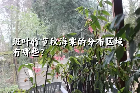 斑叶竹节秋海棠的分布区域有哪些？