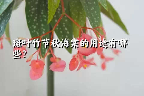 斑叶竹节秋海棠的用途有哪些？