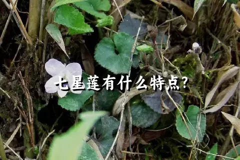 七星莲有什么特点?