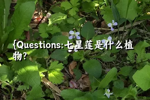 七星莲是什么植物?