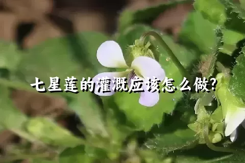 七星莲的灌溉应该怎么做?