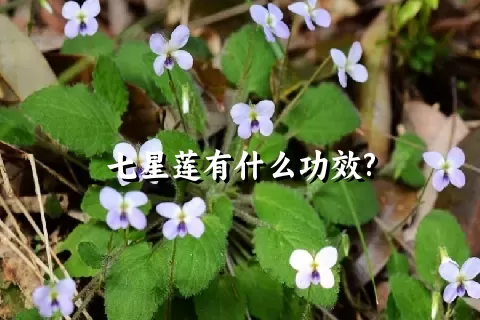 七星莲有什么功效?