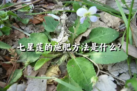 七星莲的施肥方法是什么?