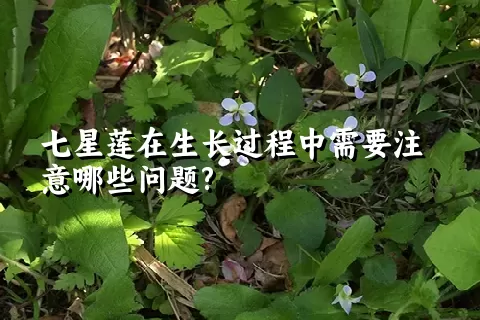 七星莲在生长过程中需要注意哪些问题?