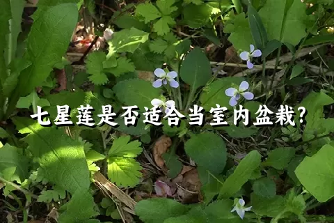 七星莲是否适合当室内盆栽?