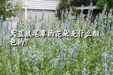 天蓝鼠尾草的花朵是什么颜色的？