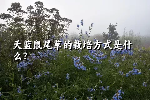 天蓝鼠尾草的栽培方式是什么？