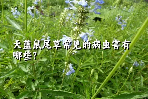 天蓝鼠尾草常见的病虫害有哪些？