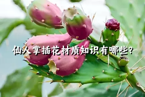仙人掌插花材质知识有哪些？