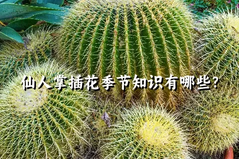仙人掌插花季节知识有哪些？