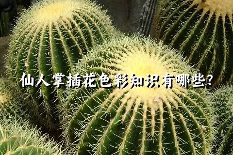 仙人掌插花色彩知识有哪些？