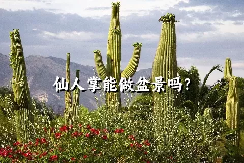 仙人掌能做盆景吗？