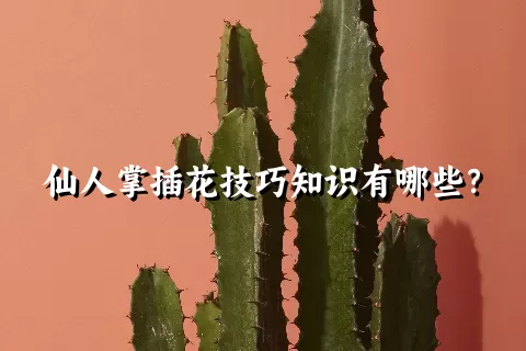 仙人掌插花技巧知识有哪些？