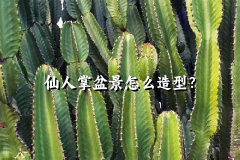 仙人掌盆景怎么造型？