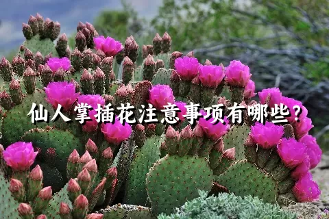 仙人掌插花注意事项有哪些？