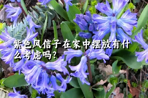 紫色风信子在家中摆放有什么考虑吗？