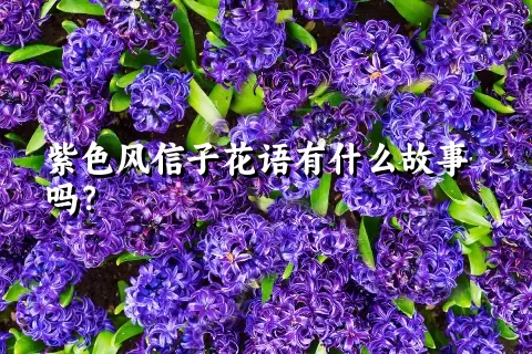 紫色风信子花语有什么故事吗？