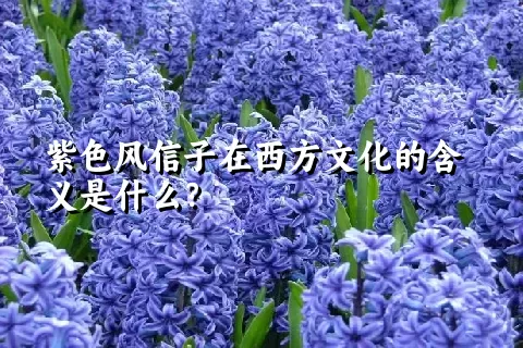 紫色风信子在西方文化的含义是什么？